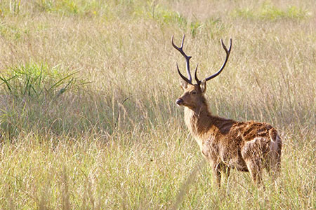 Kanha Wildlife