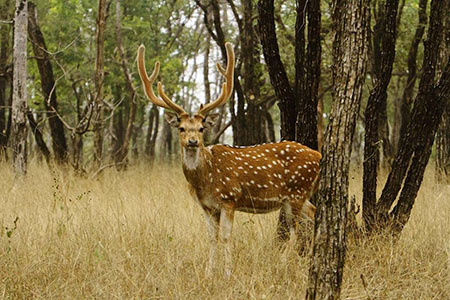 Kanha Wildlife