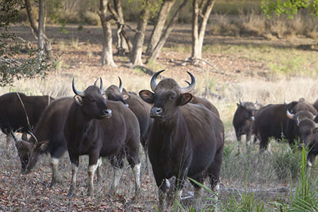 Kanha Wildlife