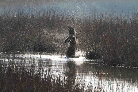 Kanha Wildlife