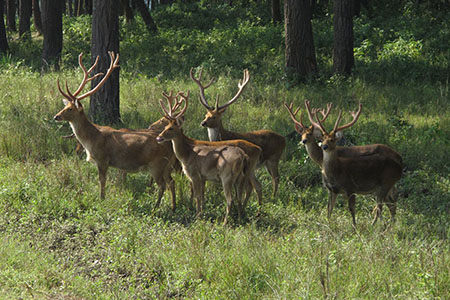 Kanha Wildlife