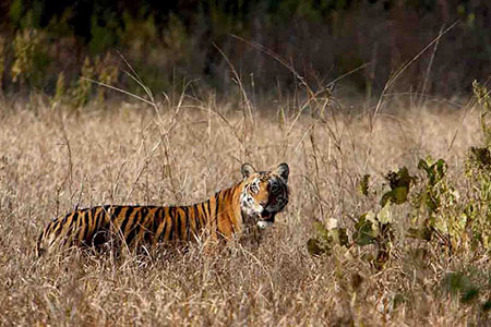 Kanha Wildlife