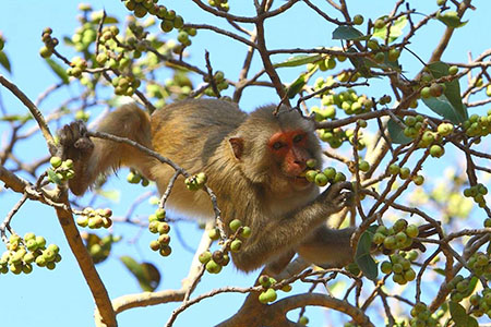 Kanha Wildlife