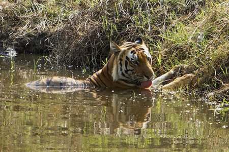 Kanha Wildlife