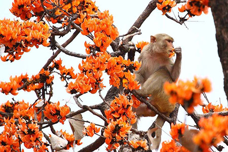 Kanha Wildlife