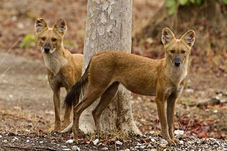 Kanha Wildlife