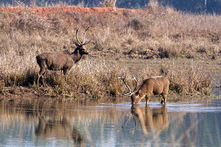 Kanha Wildlife