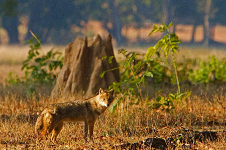 Kanha Wildlife