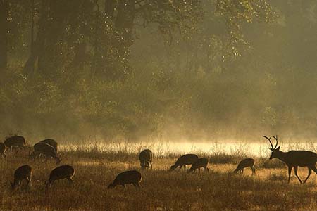 Kanha Wildlife