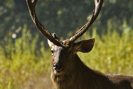 Kanha Wildlife