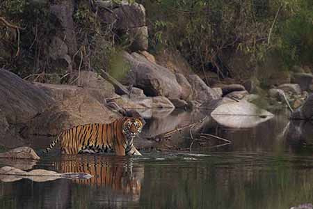 Kanha Wildlife